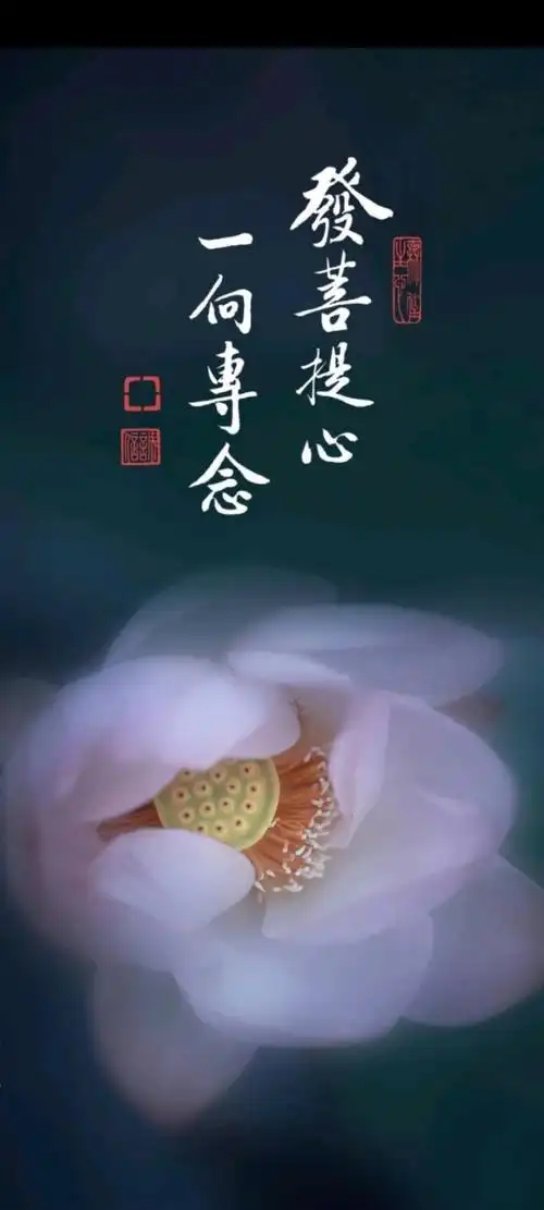 壁纸|佛系壁纸而已