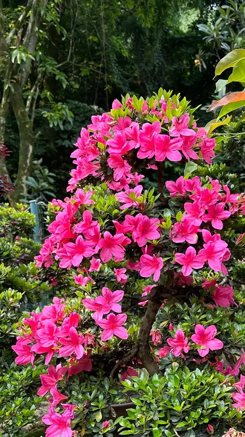 夏鹃花开.夏风渐渐拂来,花潮如期而至 #杜鹃花 #好看的花一 - 抖音