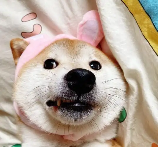 小柴犬可爱表情包