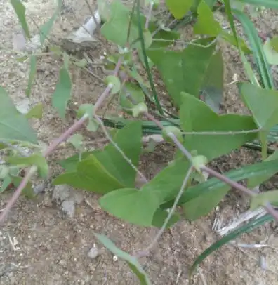 路边1种"拦路恶草",蛇虫见了绕路走,乡下常见,竟是珍贵草药