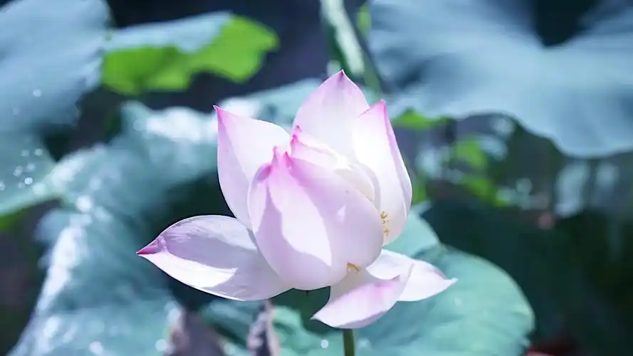 唯美荷花小清新高清桌面壁纸