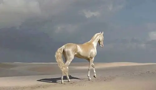 大宛马毛发油亮金黄,市值逾千万,被称现代汗血宝马