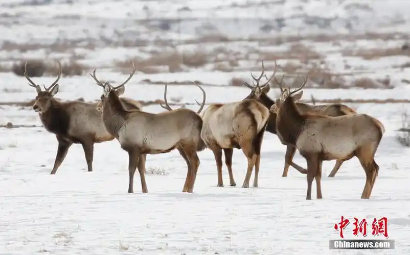 新疆哈密市巴里坤哈萨克自治县野生马鹿在山间觅食. 达吾提·热夏提摄