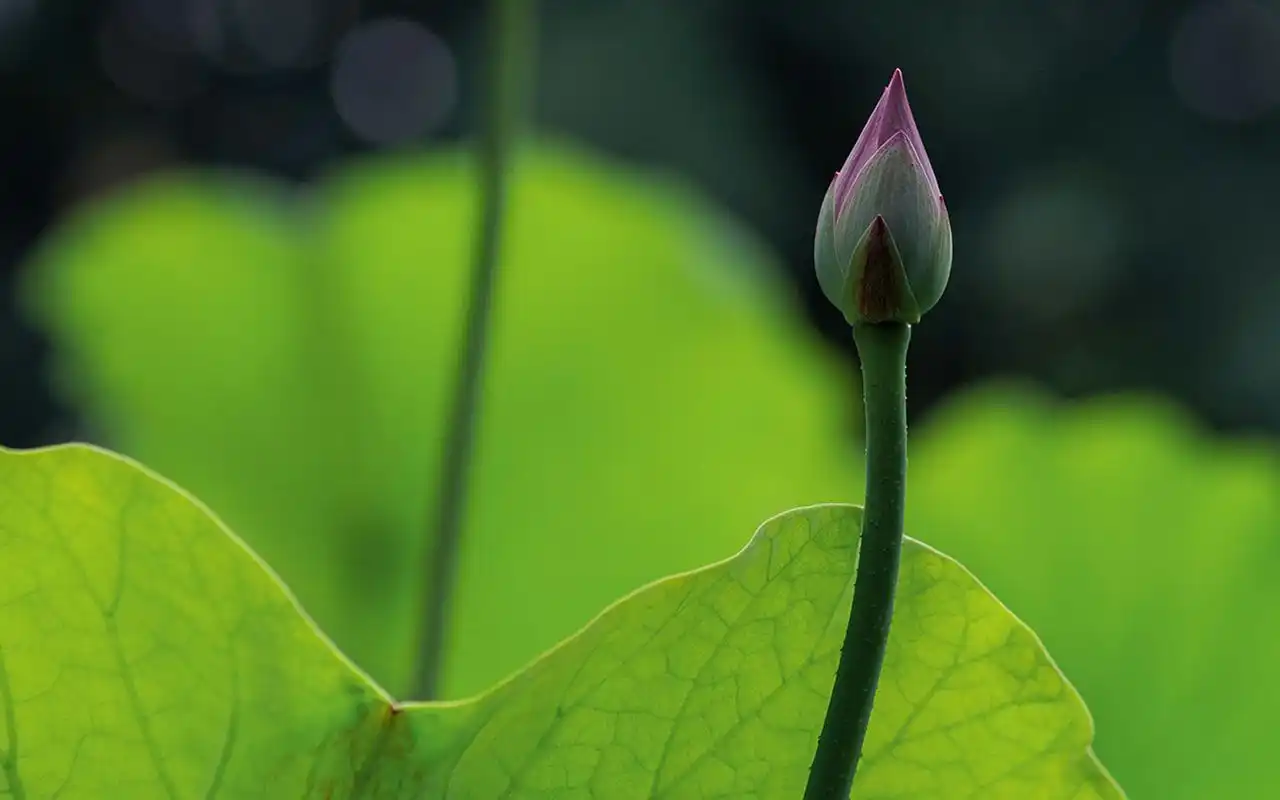 唯美荷花摄影图片高清壁纸