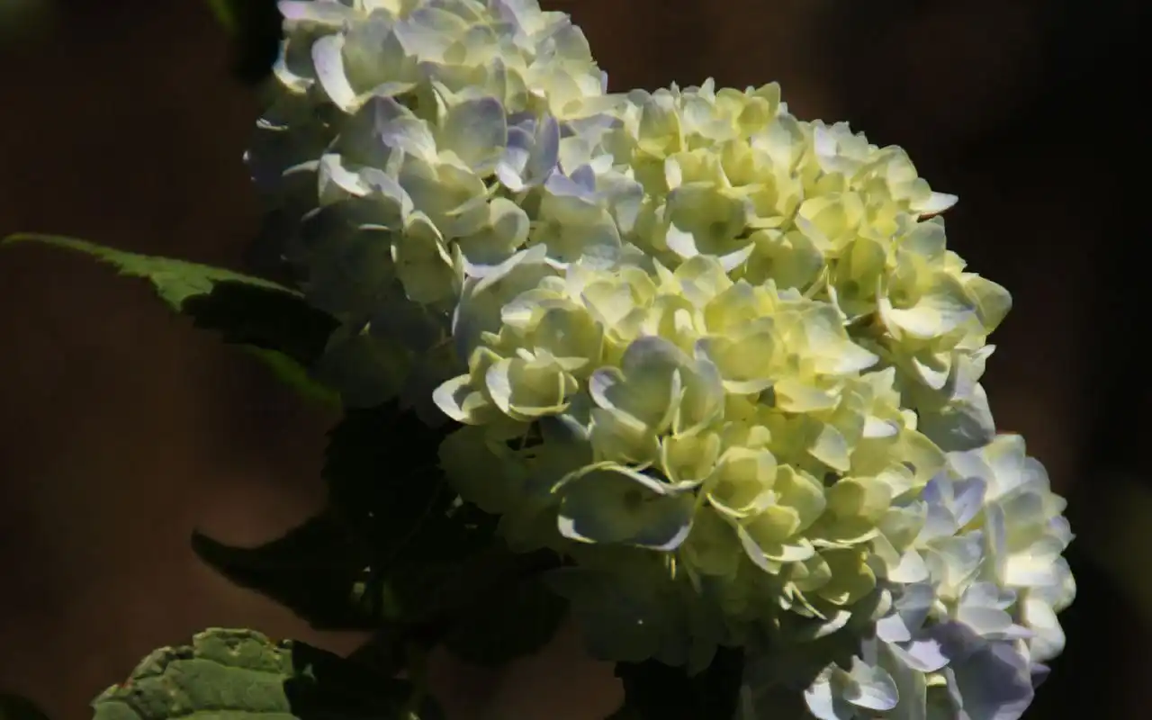 绿色养眼绣球花高清桌面壁纸