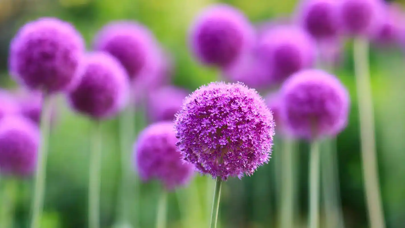 小清新花儿高清桌面壁纸