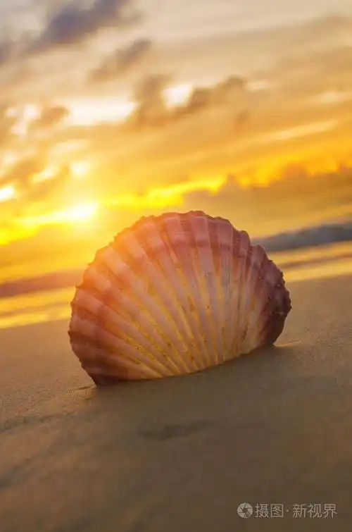 美丽的海滩与日出背景.专注于海贝壳
