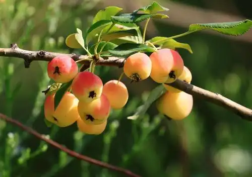漂亮的海棠果乌鲁木齐