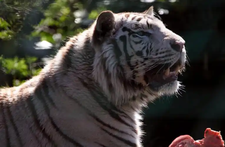 白变老虎高清壁纸的倾斜移位摄影