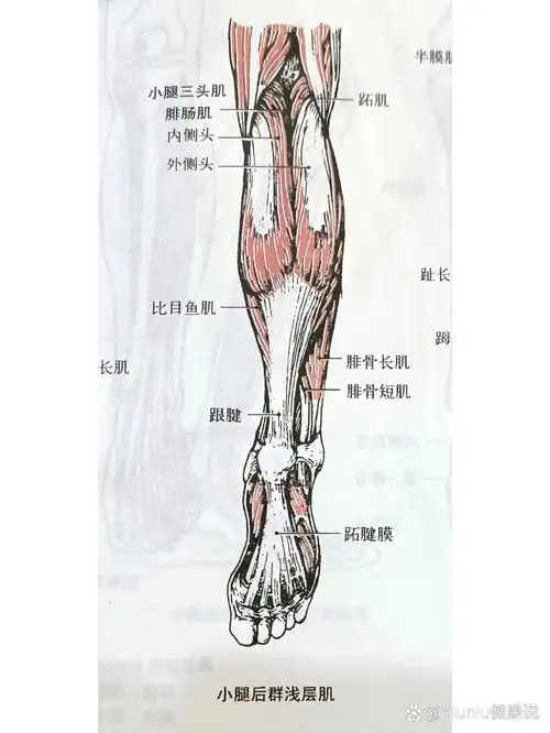 p>解剖-小腿肌群 深层 浅层 br>胫骨前肌  br>腓骨长肌 腓骨短肌  br