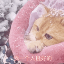 萌宠gif喵星人gif我一个人挺好的gif加油gif呆萌gif搞怪gif