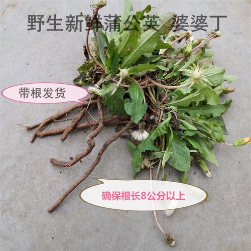 四川野生新鲜蒲公英 婆婆丁灯笼花草 带根发货根长八公分以上