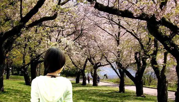 求带樱花的qq头像,一个女孩站在樱花树下的背影,最好是带夕阳的,唯美
