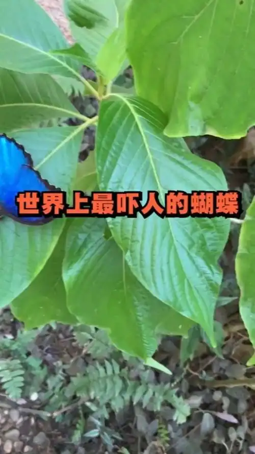 世界上最吓人的蝴蝶,这种蝴蝶居然还是吃肉的.