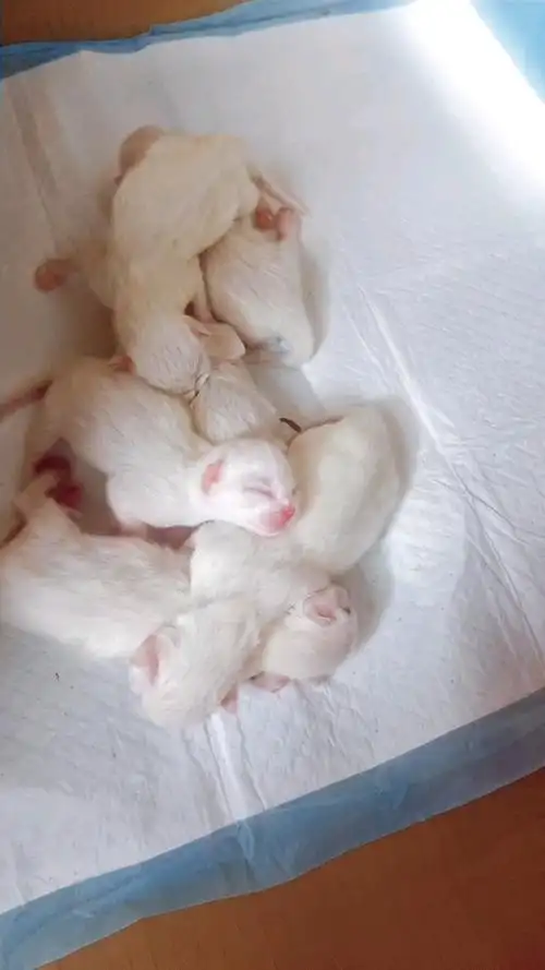 猫#刚出生一天的小奶猫(*ˊˋ*)快来猜猜是啥品种