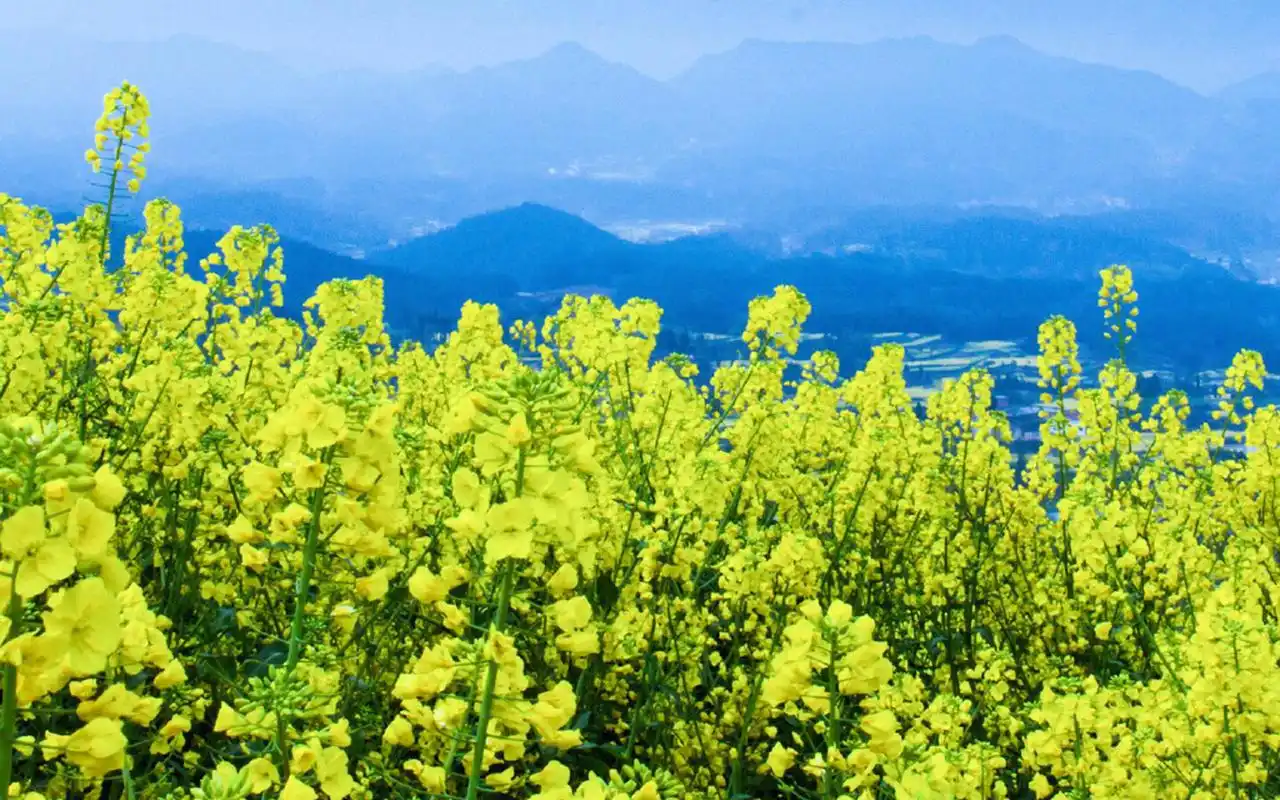 油菜花唯美春天风景