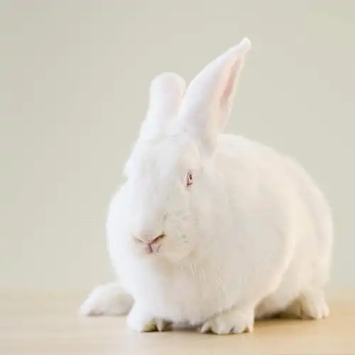 特写,白天,正面,哺乳动物,阴影,朦胧,模糊,反射,兔子,影子,注视,一只