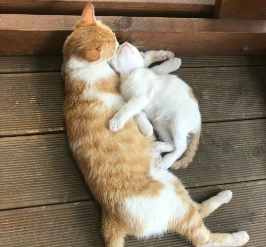小猫睡在妈妈怀里猫妈妈的动作让网友心头一暖