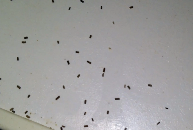 蟑螂粪便是什么样子的