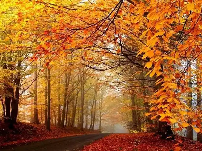 秋意正浓#秋日美景最是诗情画意