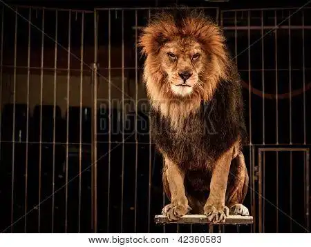在马戏团笼子里的狮子