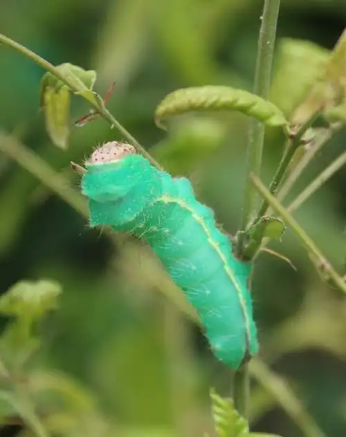 七彩蚕主题的生态农业休闲观光旅游园