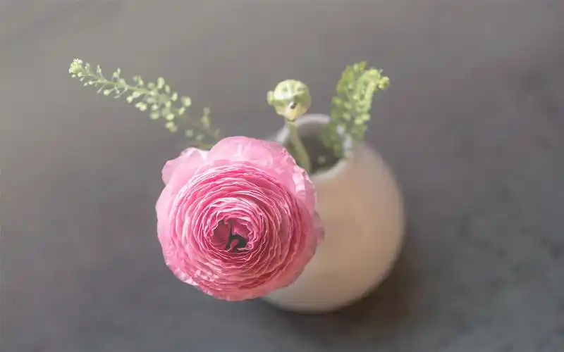 文艺小清新盆栽静物高清桌面壁纸