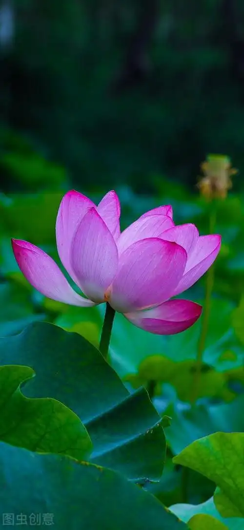 心香禅意佛系图片,唯美意境,净化心灵,静心禅语_网易订阅