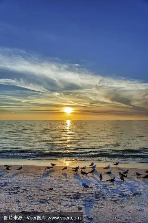 海洋,海鸥,太阳,海滩,巴斯