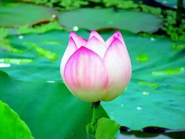 佛前供荷花代表什么的(莲花,亦曰荷花的意思)