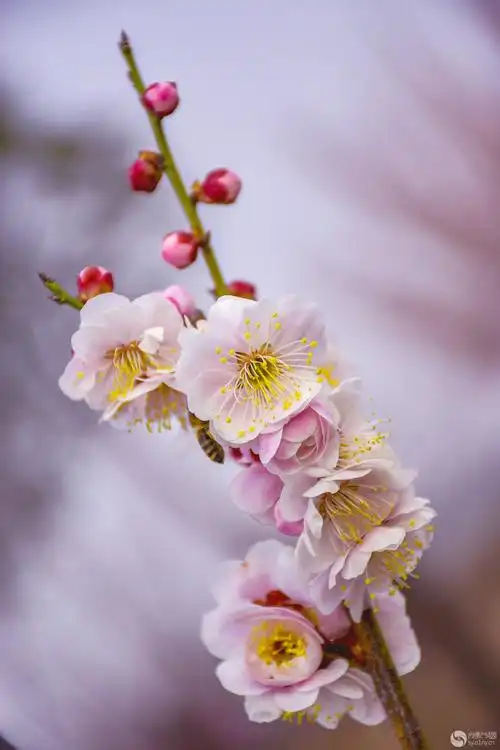 塔子山梅花艳10