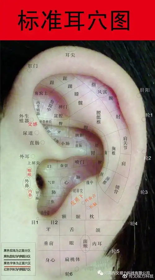 应用耳穴诊断和治疗不仅有悠久的历史,而且有较好的治疗效果,适应范围