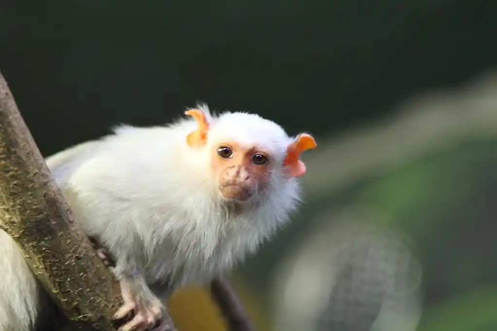 白猴,白猴,白色,动物,细节,自然,动物区系,猴子