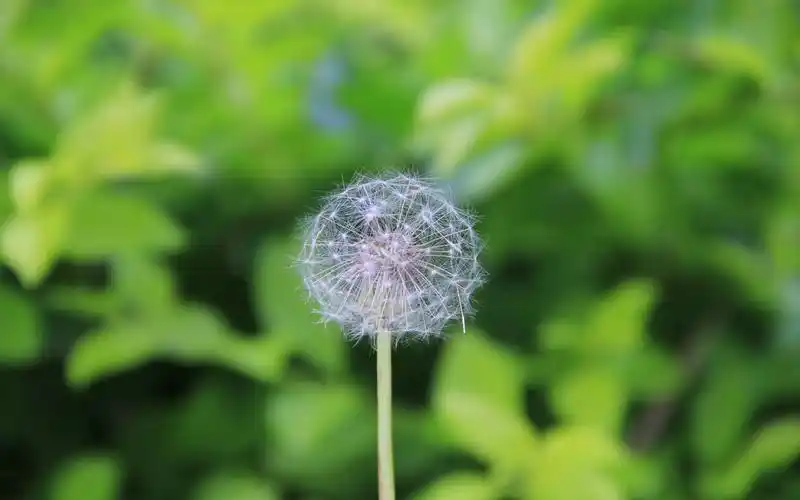 绿色系护眼高清壁纸