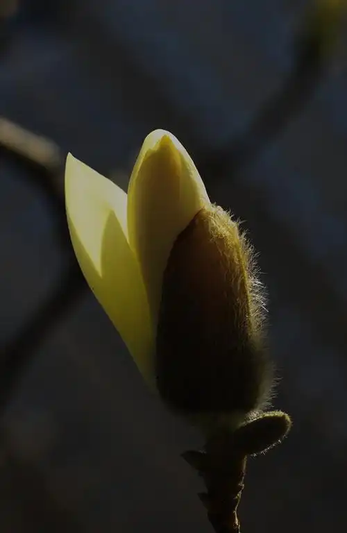 含苞待放的玉兰花