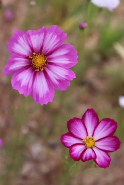 格桑花开时,我们在一起