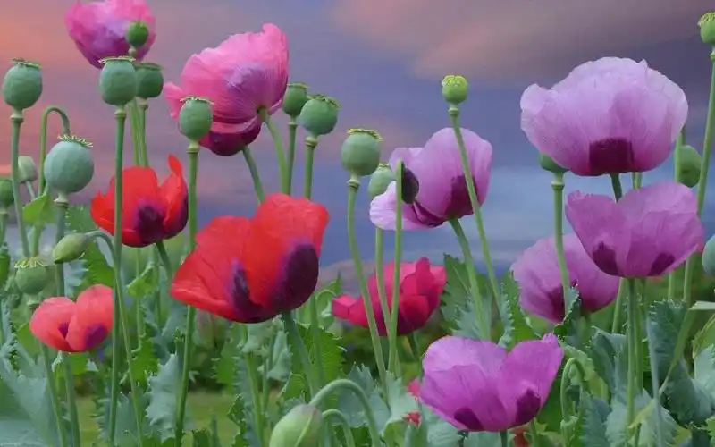 好看的罂粟花图片罂粟花壁纸-壁纸图片大全