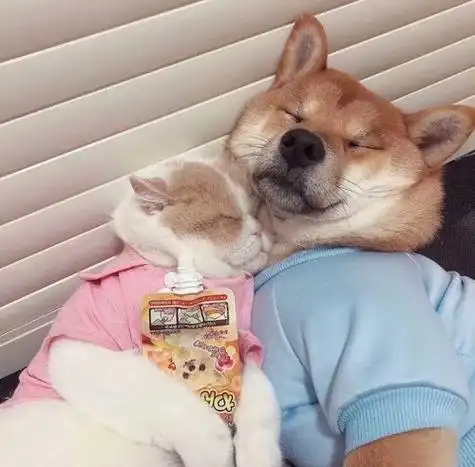 人牵着狗情侣头像,求图片,和这张相似的图片