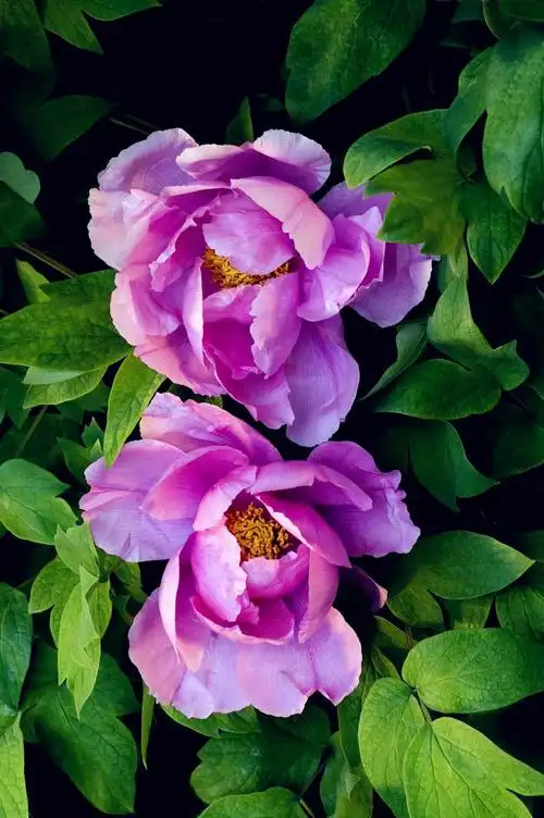 牡丹花 - 堆糖,美图壁纸兴趣社区