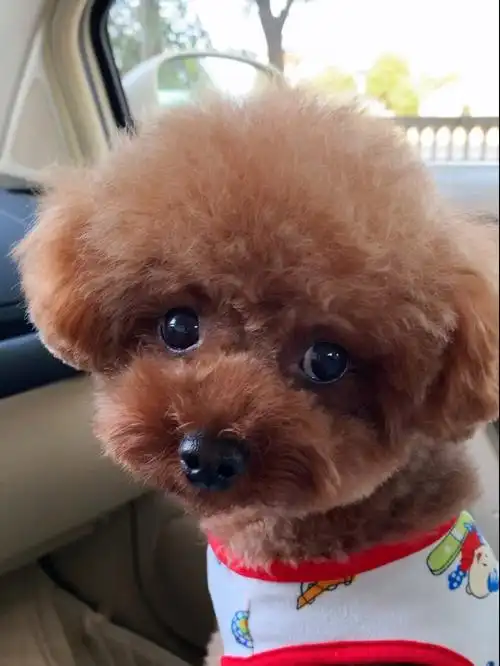 泰迪短发造型图片大全