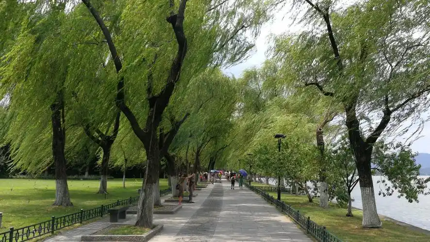 西湖景点:柳浪闻莺
