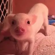 微信头像图片大全 微信萌萌哒头像200_200