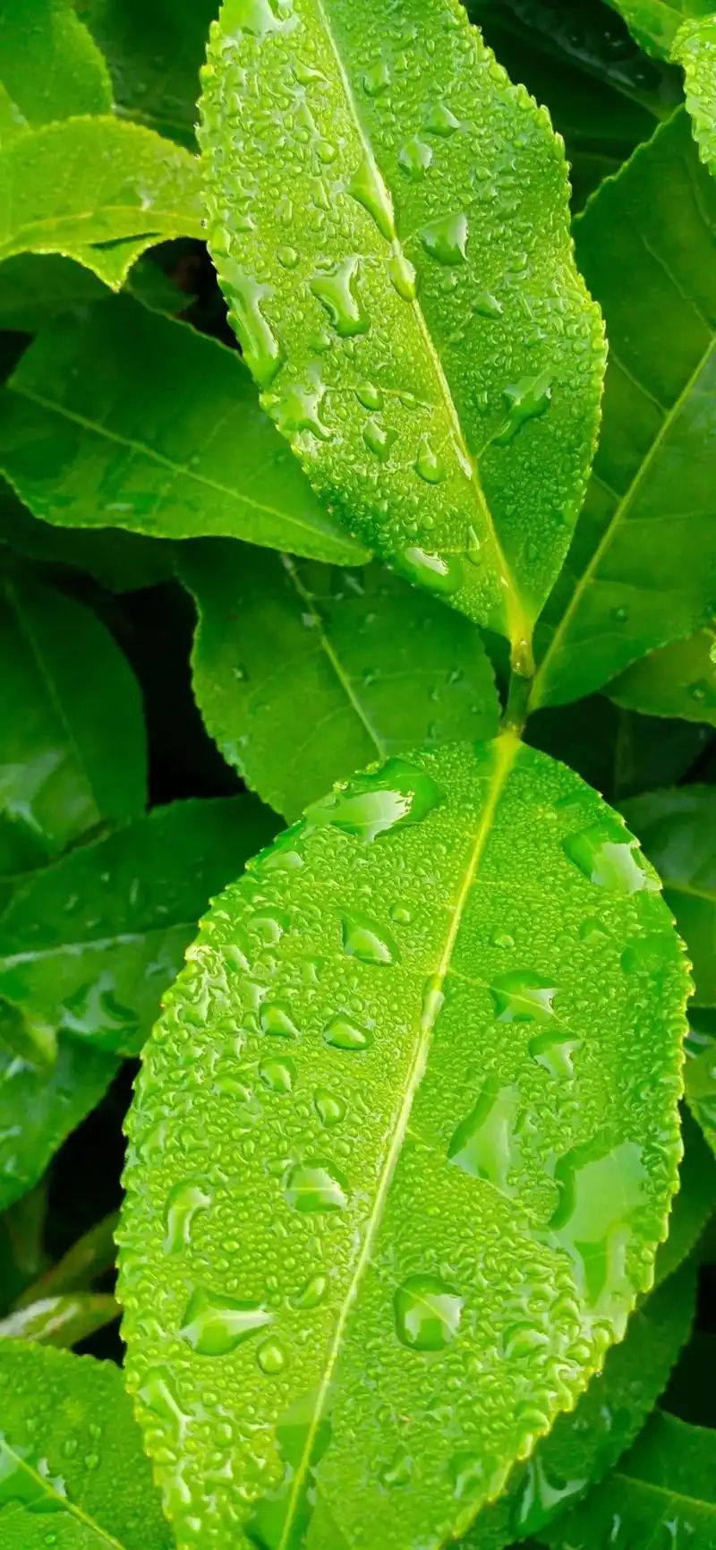 iphonex壁纸高清|苹果11,xr,xs壁纸