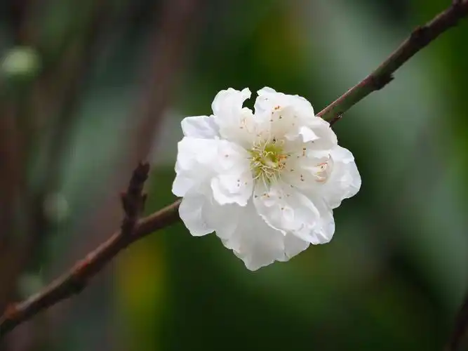 白桃花你最喜欢哪一枝