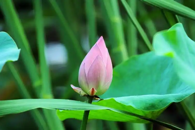 含苞待放(荷花)