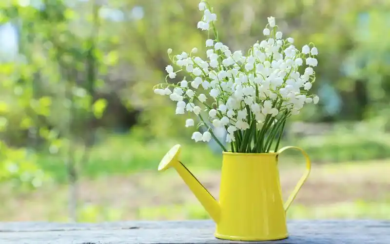 壁纸 铃兰,春天的花朵,水壶 3840x2160 uhd 4k 高清壁纸, 图片, 照片