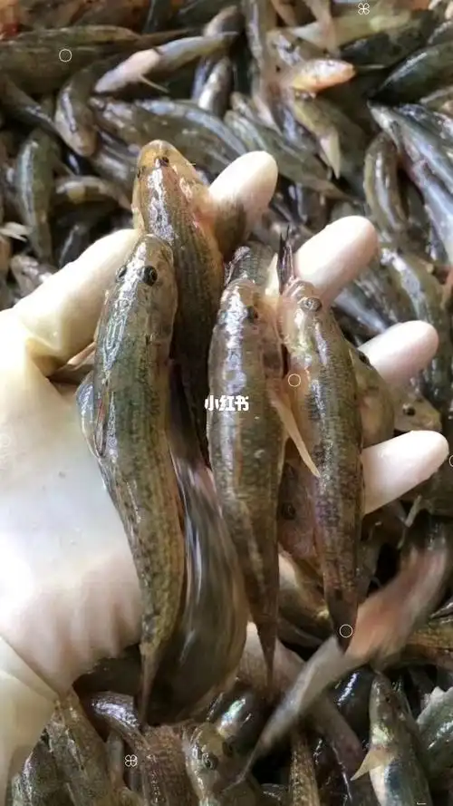 笋壳鱼🐟_梅花园攻略_美食_美食教程_菜品教程