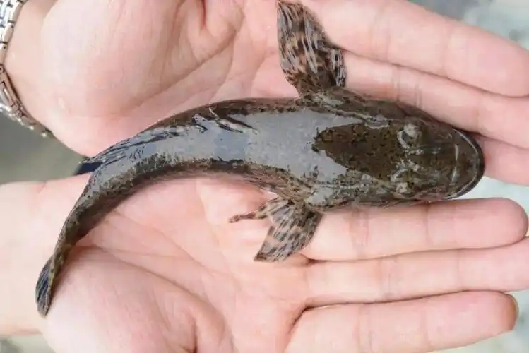 当前,市场上的沙塘鳢大部分捕于自然水域,人工养殖的