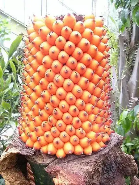 这些古怪水果,看都没有看过,还长的稀奇古怪的,别说吃了!