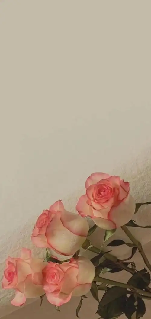 也会有意想不到的惊喜,温暖的图片唯美 壁纸(治愈的粉色系来一波)